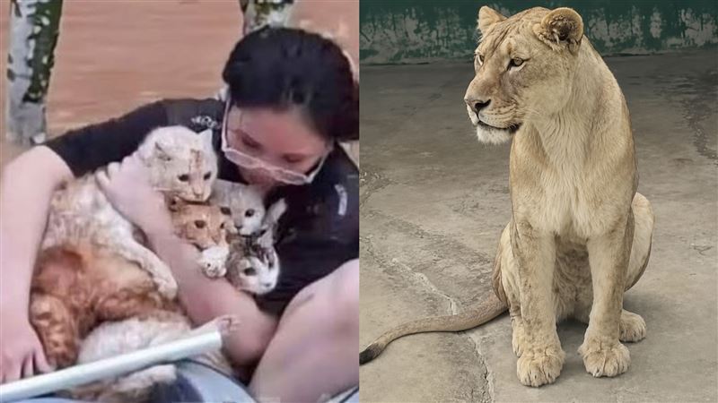 广西惨遭洪水吞噬，灾情频传，一间动物园因园方灾前将铁笼锁死，很多动物都无法逃生被活活淹死，令人伤痛！ （图/翻摄自微博）